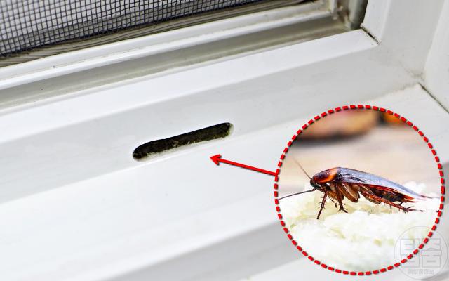 집에 벌레 들어오는 이유 벌레없는집 바퀴벌레