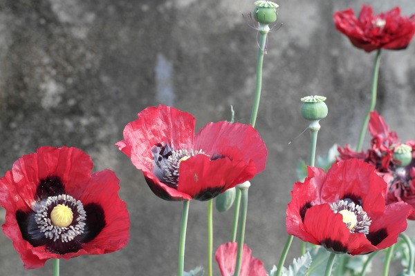 개양귀비 양귀비 구별 법 비교