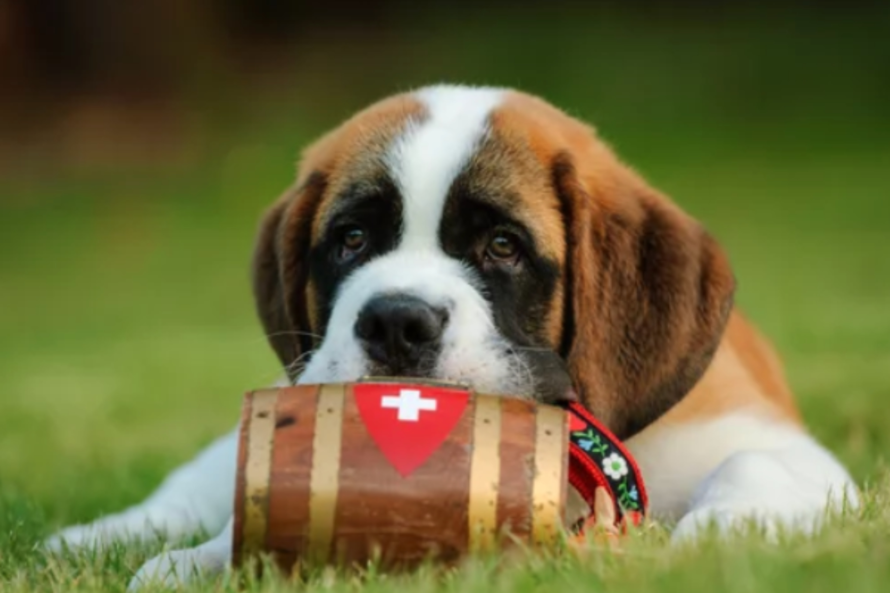 SAINT BERNARD/출처:어도비스톡