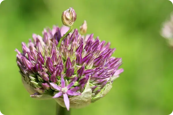부추김치 맛있게 담그는 법