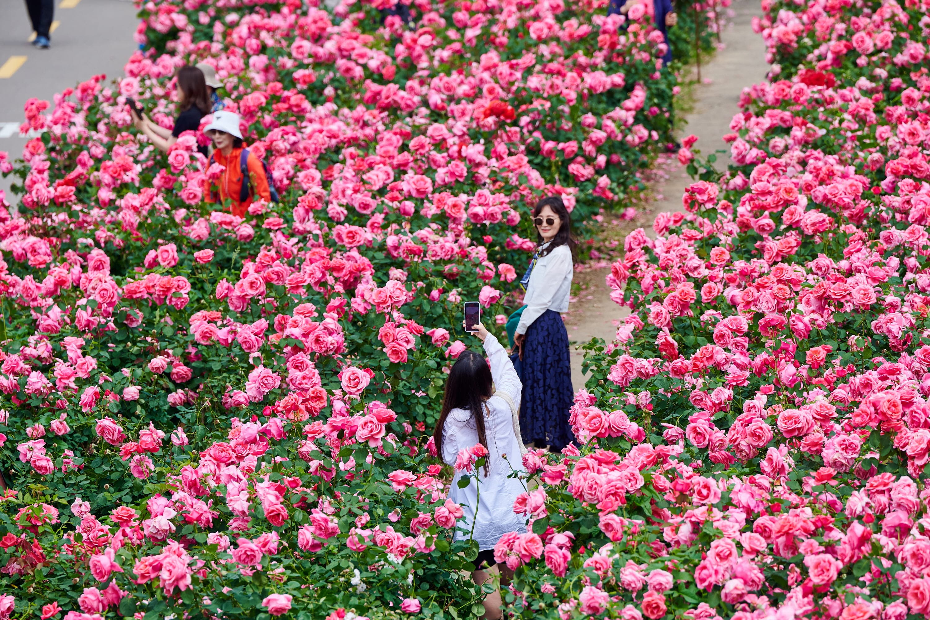 [5월 축제]2025 중랑 서울장미축제❘기간, 일정 및 프로그램, 공연 상세 시간표 정리