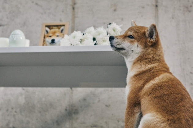 반려견 장례식관련 사진