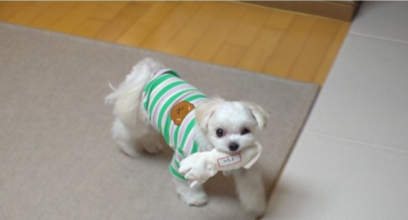 세상에 이런일이 천재견 테리