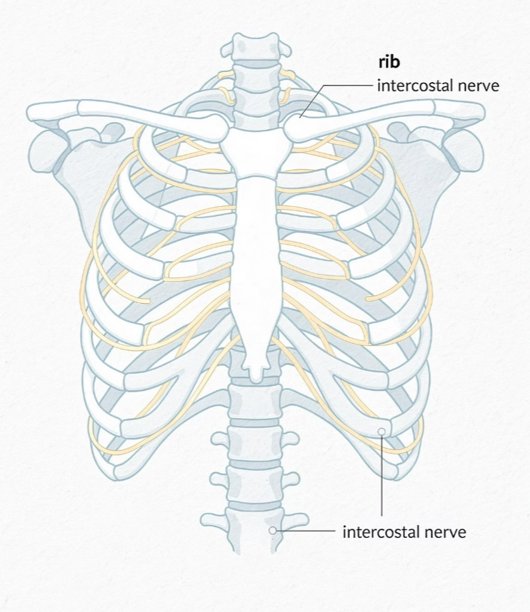 왼쪽 옆구리 통증 의심되는병
