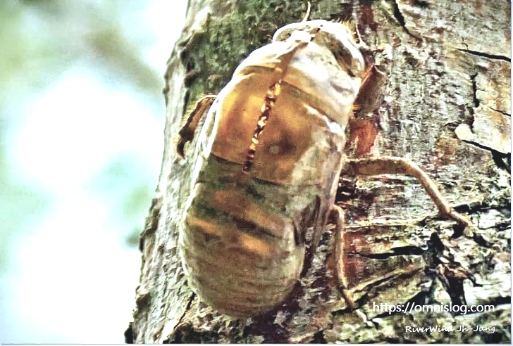 매미가 빠저나간 허물