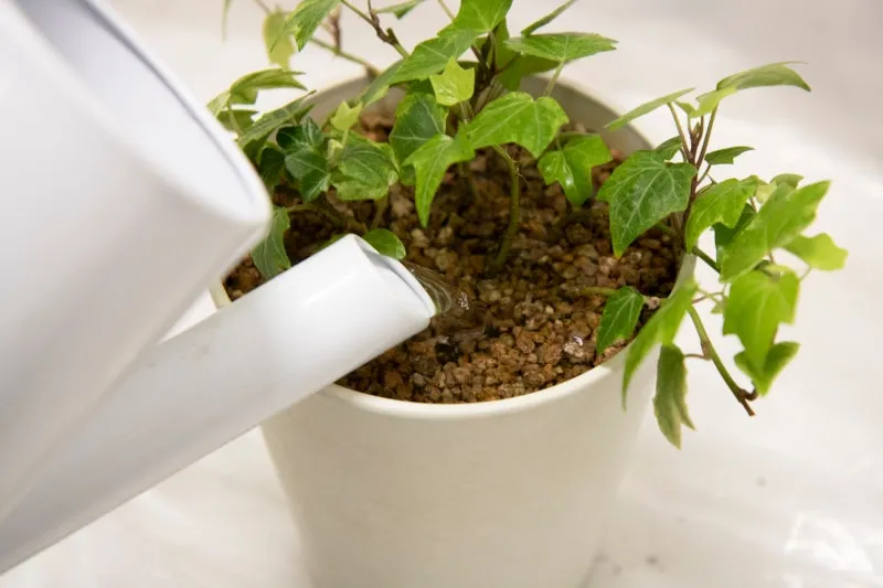 아이비 물주기 수경재배 삽목번식 빛관리 초보도 금방 성공_4