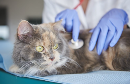 병원에 있는 고양이.