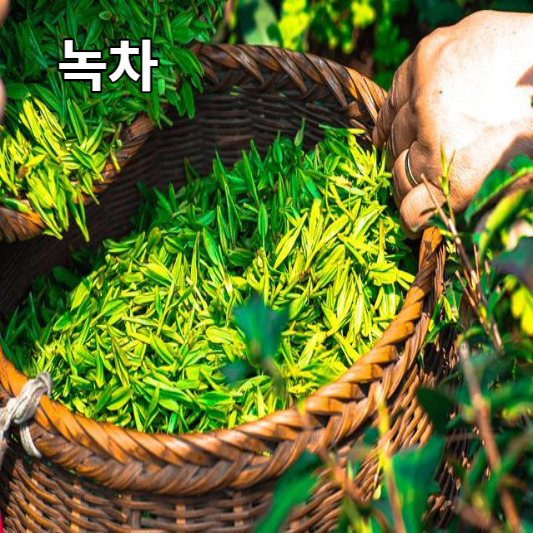 녹차