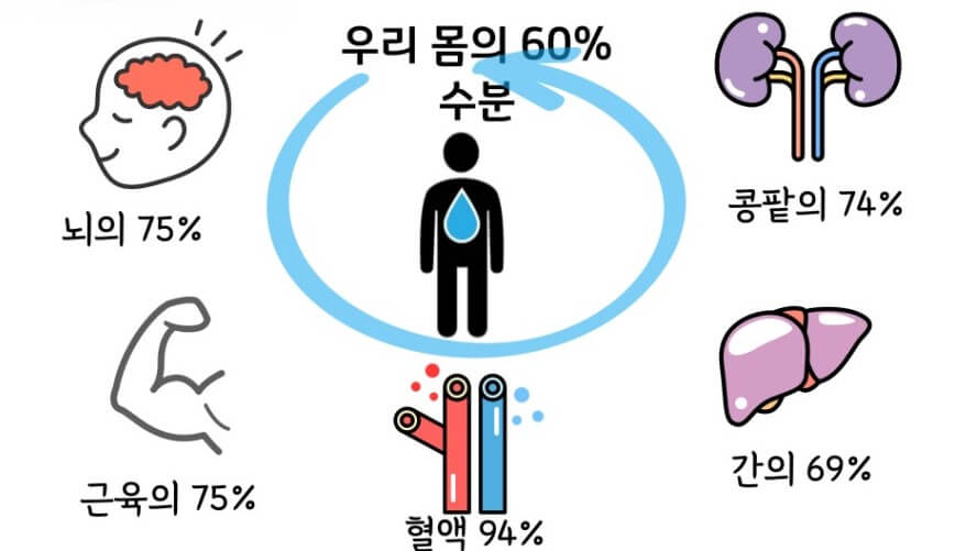 수분의 중요성