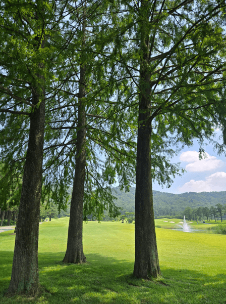 레이크우드CC 우드코스전경