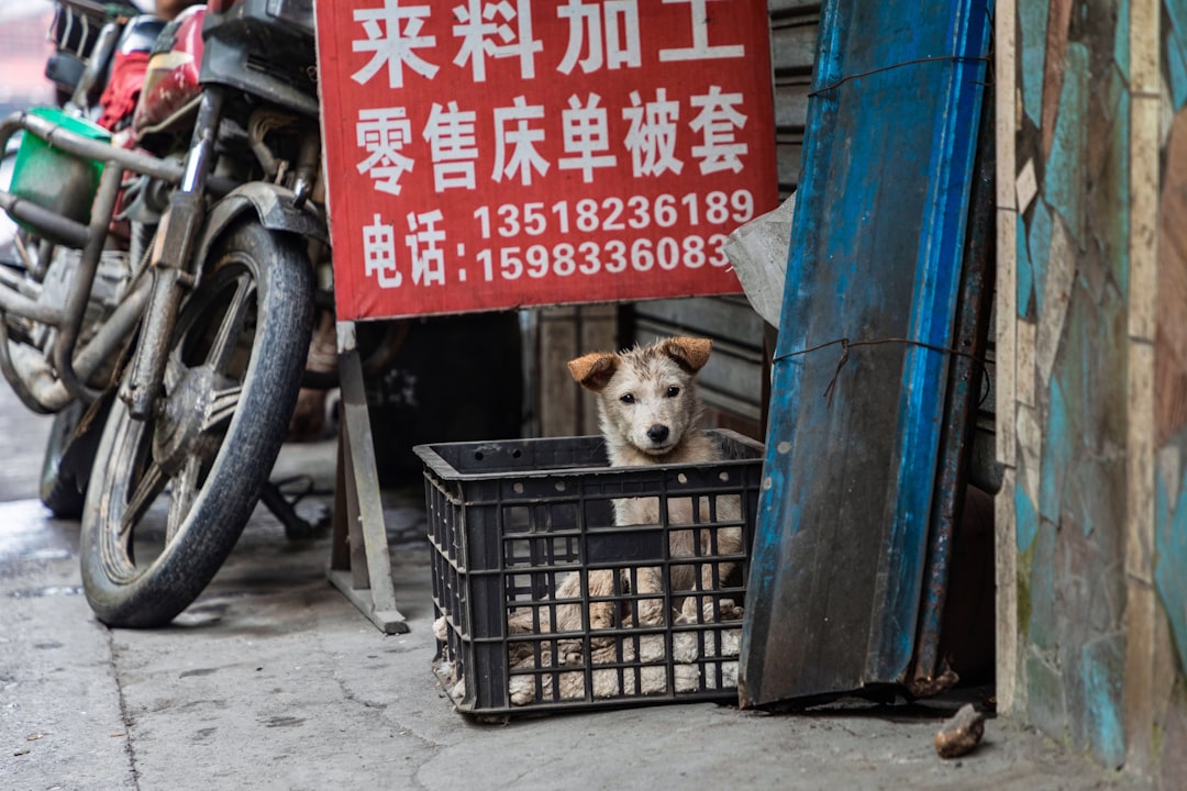 Pet Fair