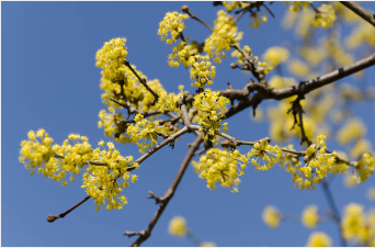 구례 산수유축제 일정