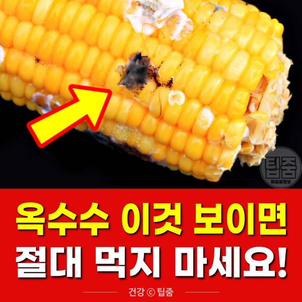 초당 옥수수 보관법,옥수수 검은색 검은점,팁줌