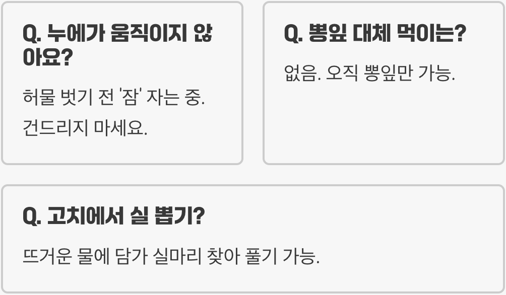 누에나방 키우기 A to Z (뽕잎 구하기부터 알 받기까지 완벽 가이드)