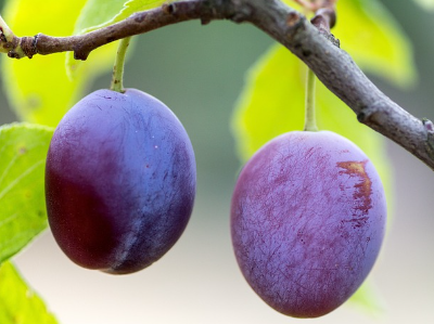 자두 (출처 : pixabay)