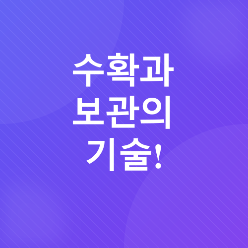 양파 재배_4