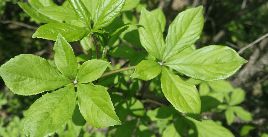 이석증에 좋은 음식 오가피 잎 세장이 보인다