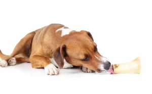 강아지/출처:어도비스톡