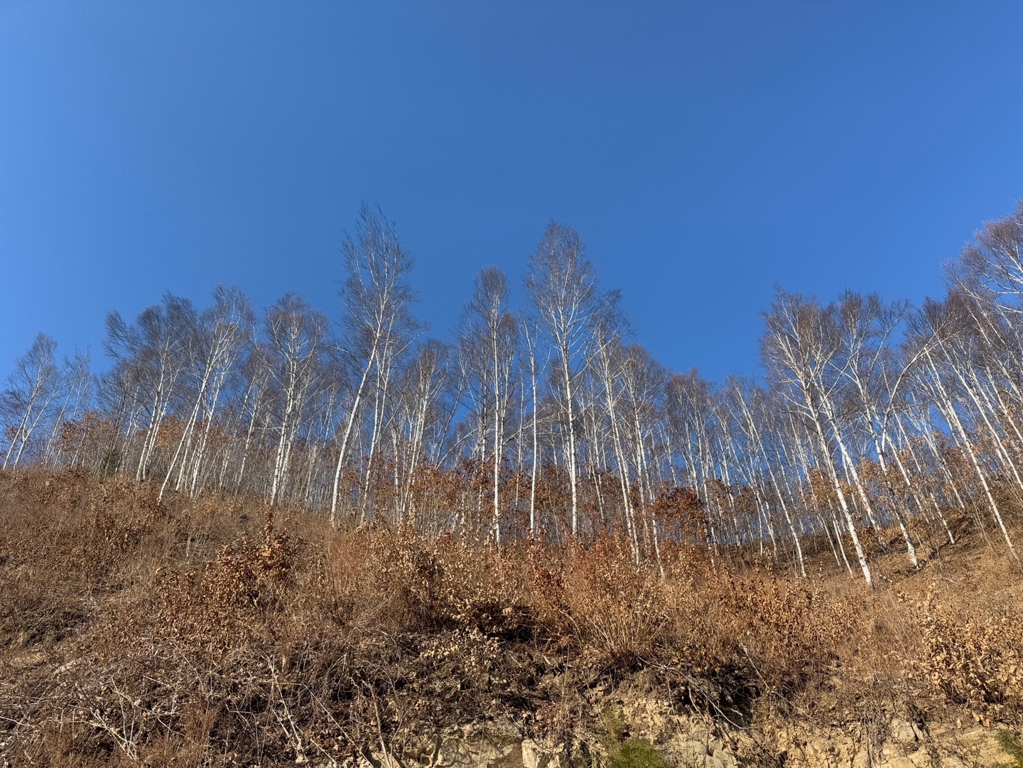 인제 자작나무숲