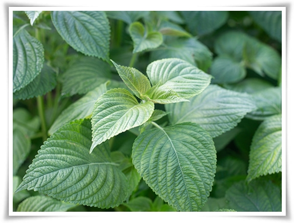 &quot;10월, 들깨 수확해야 해요!&quot; 건강과 맛을 한 번에 얻는 들깨 수확법!