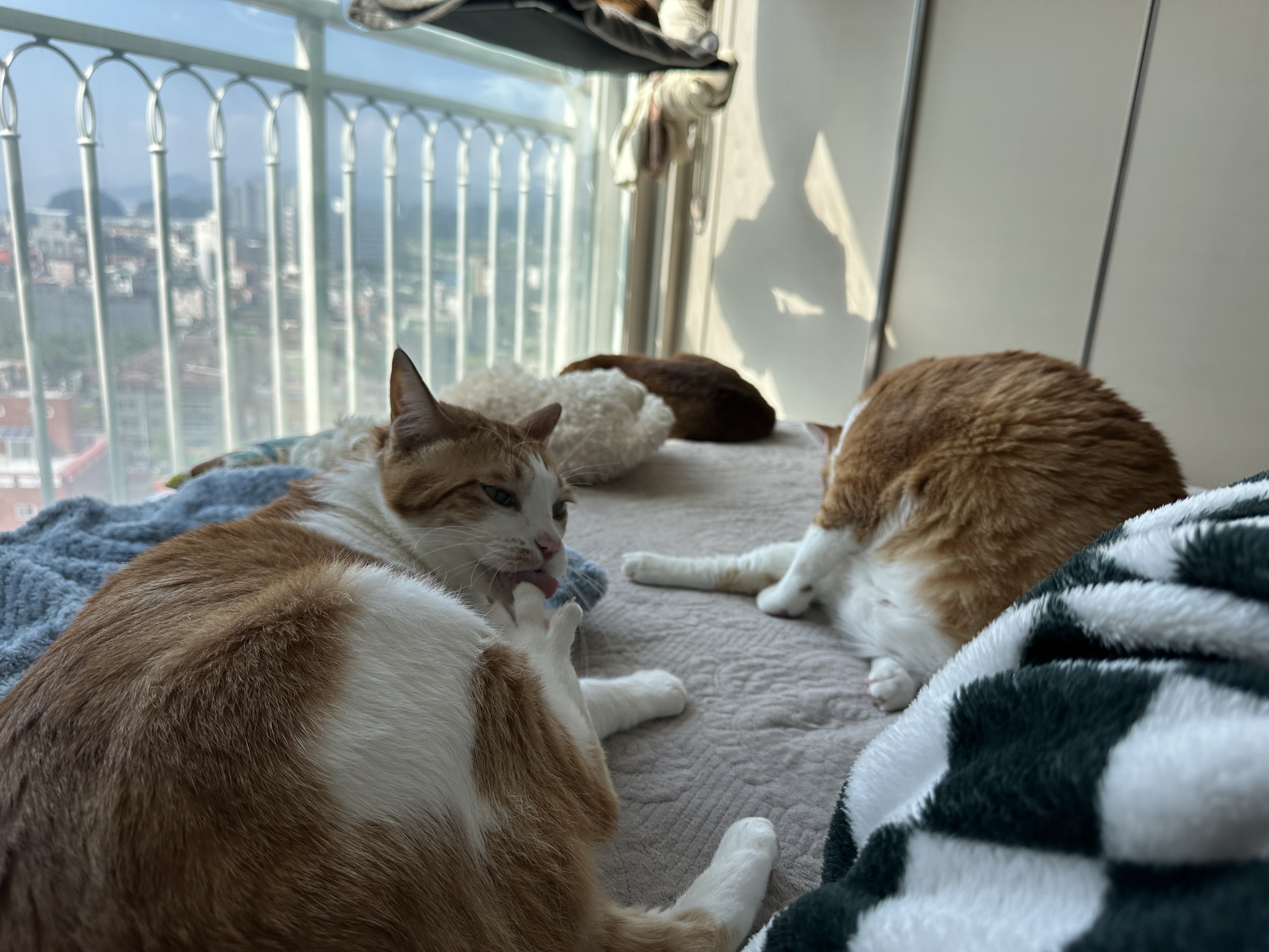 각자_그루밍을_하고_있는_치즈형제_막둥이와_호야