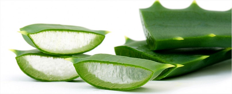 알로에