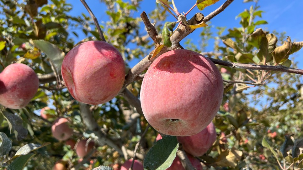 문경 사과 축제