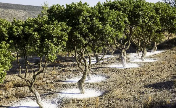 매스틱검 부작용