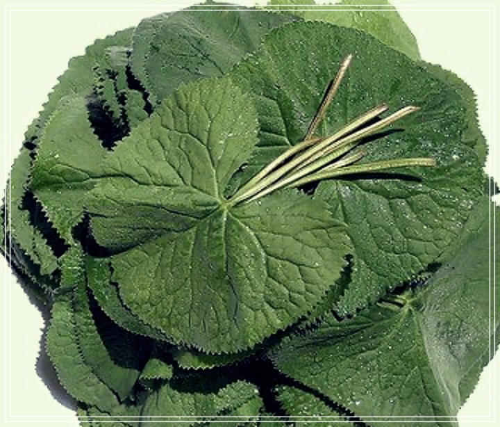 곰취의 효능에 대한 모든 것