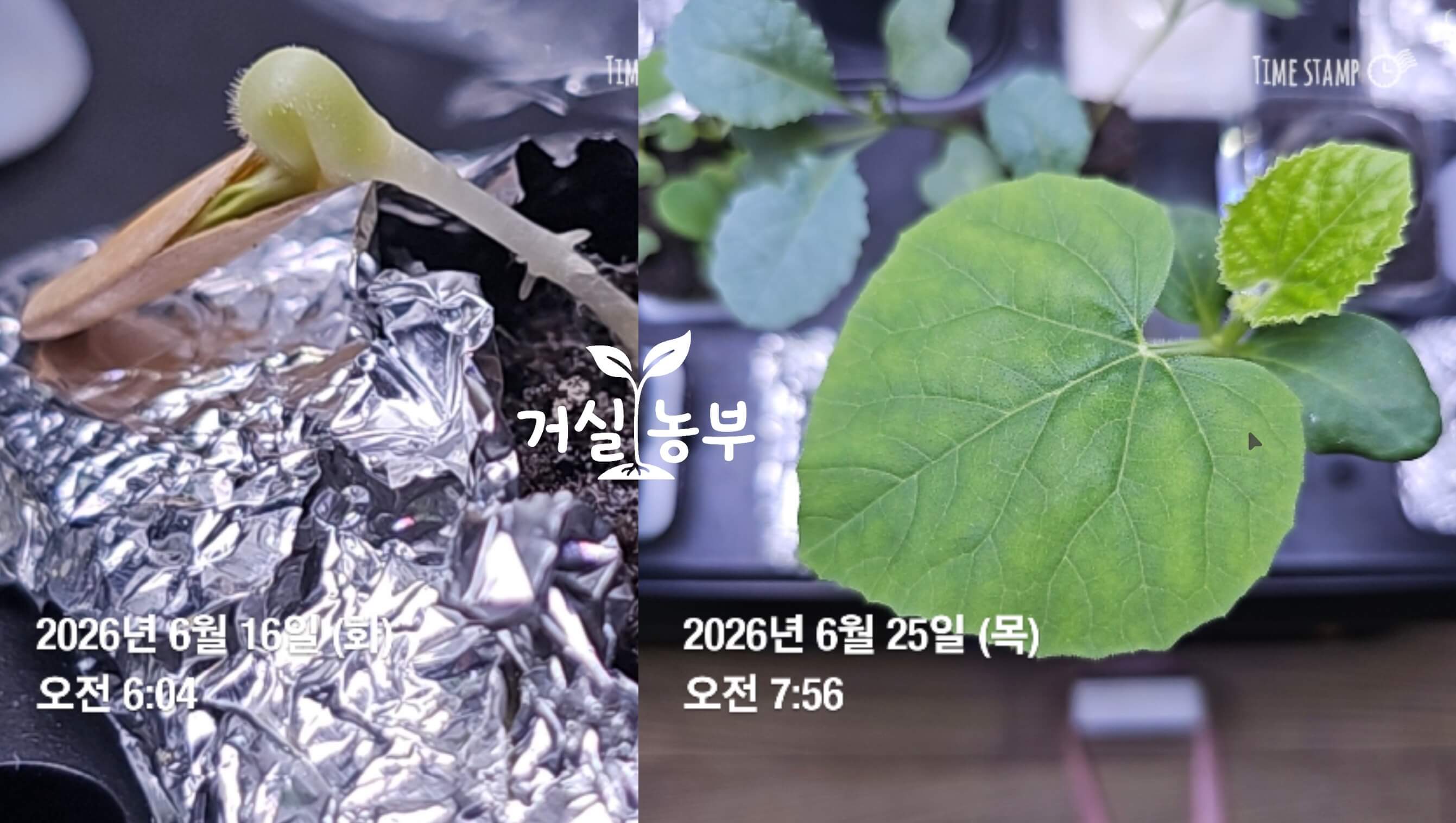 수경재배기에서 발아 후 빠르게 성장한 허니듀 모종