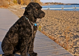 포르투갈 워터독