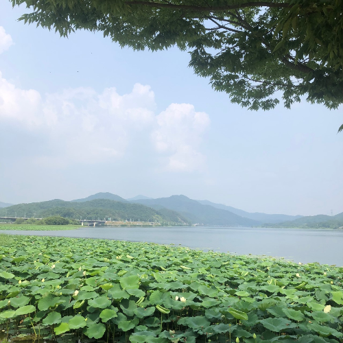 양평 두물머리
