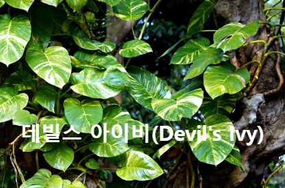 데빌스 아이비(Devil's Ivy) 의 경이로운 매력 이 식물의 특징과 장점 탐구