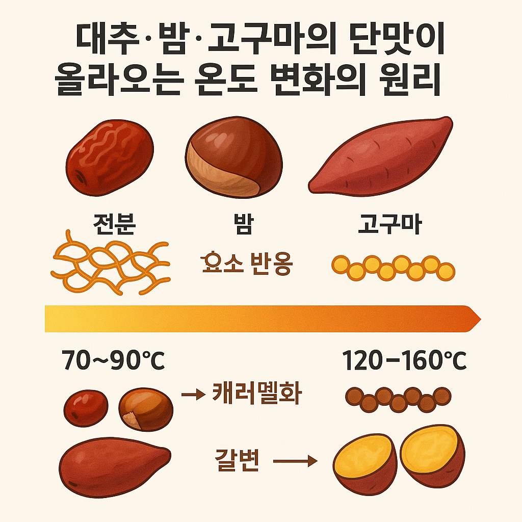 대추,밤,고구마의 단맛이 올라오는 온도 변화의 원리