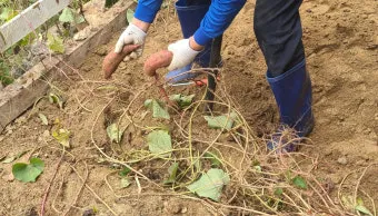 중부지방 고구마 수확시기 핵심 체크_3