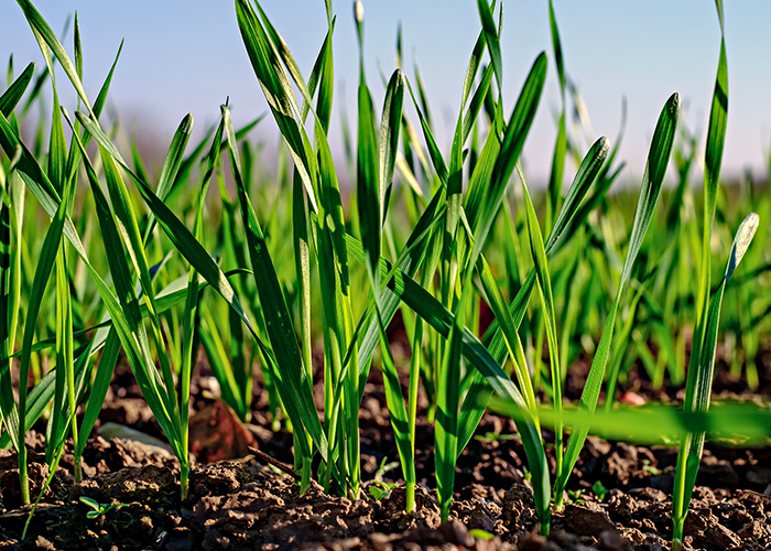 새싹보리가 밭에서 재배되고 있는 이미지