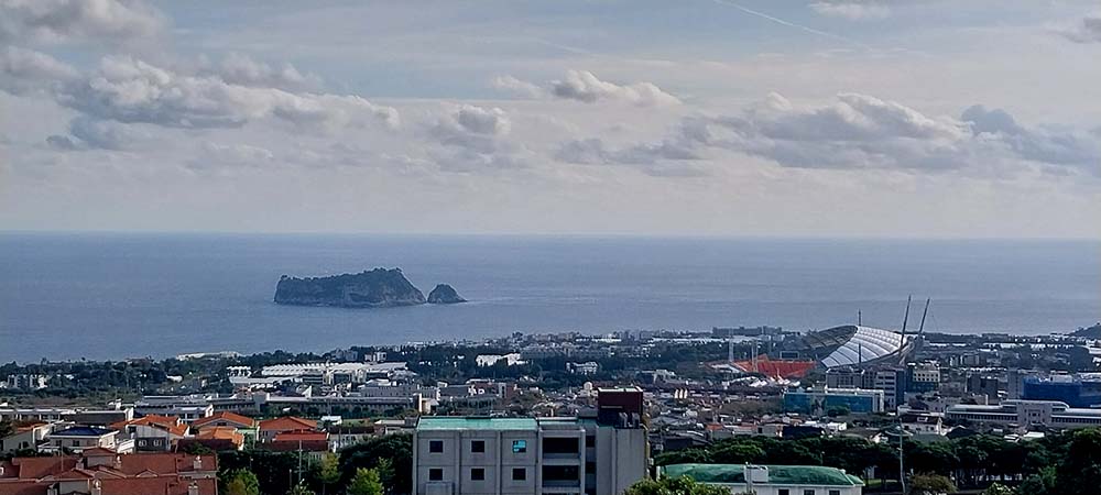 노란색 털머위꽃이 핀 호근동 고근산