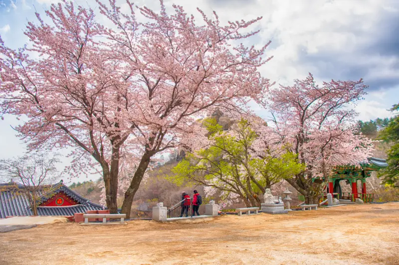 고성 문수암 벚꽃길 2