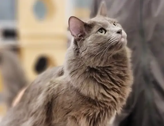 하이바이분양소에서 강아지 고양이 입양하는 방법