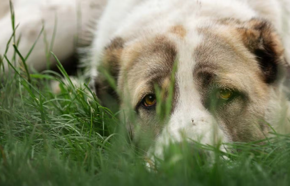 누워있는 강아지