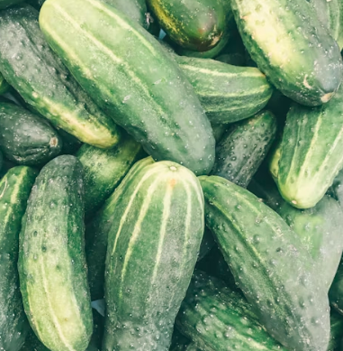 오이 효능 부작용 고르는법 칼로리