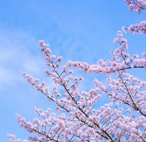 2025년 벚꽃 개화 시기&#44; 전국 벚꽃 명소 3분 정리