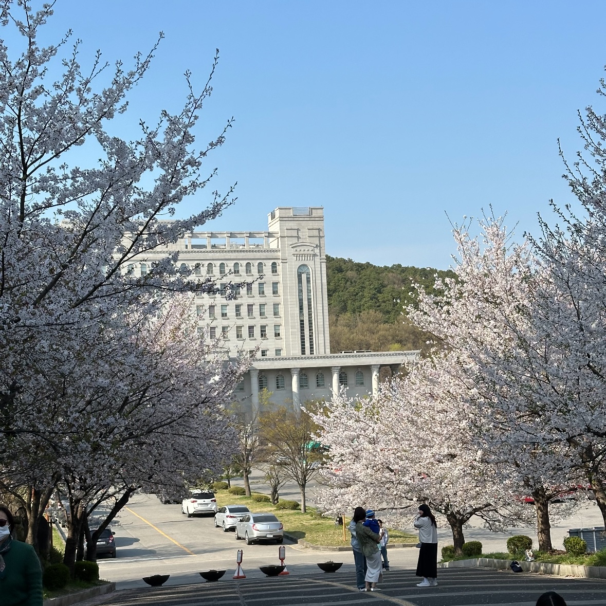 용인 벚꽃 명소