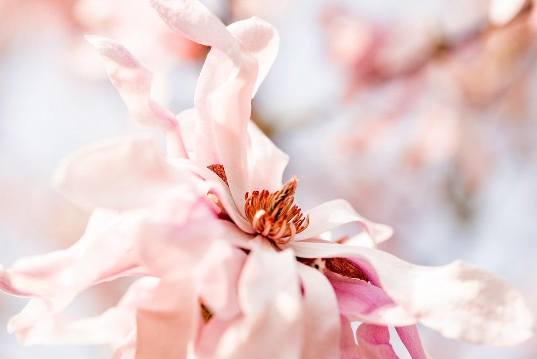 Magnolia