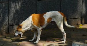 강아지 구토/출처:어도비스톡