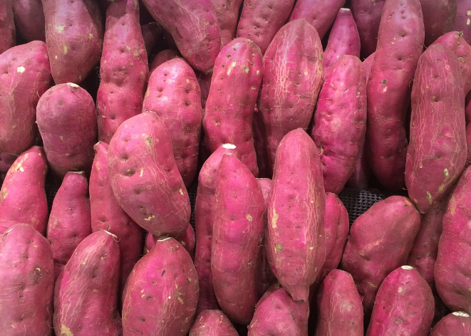 세척된 고구마가 나열된 사진