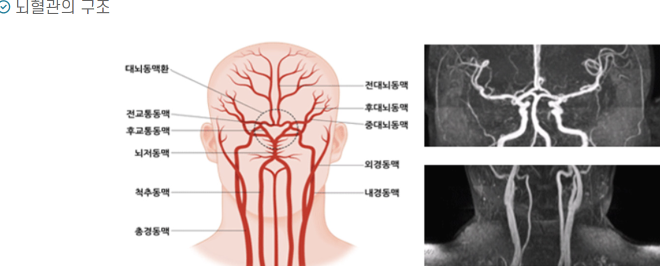 뇌혈관의 구조