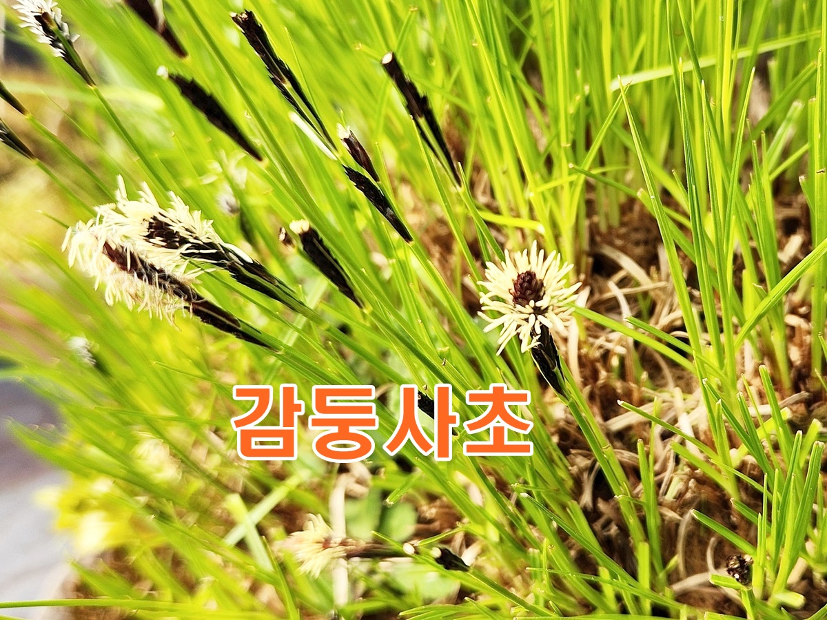 감둥사초
