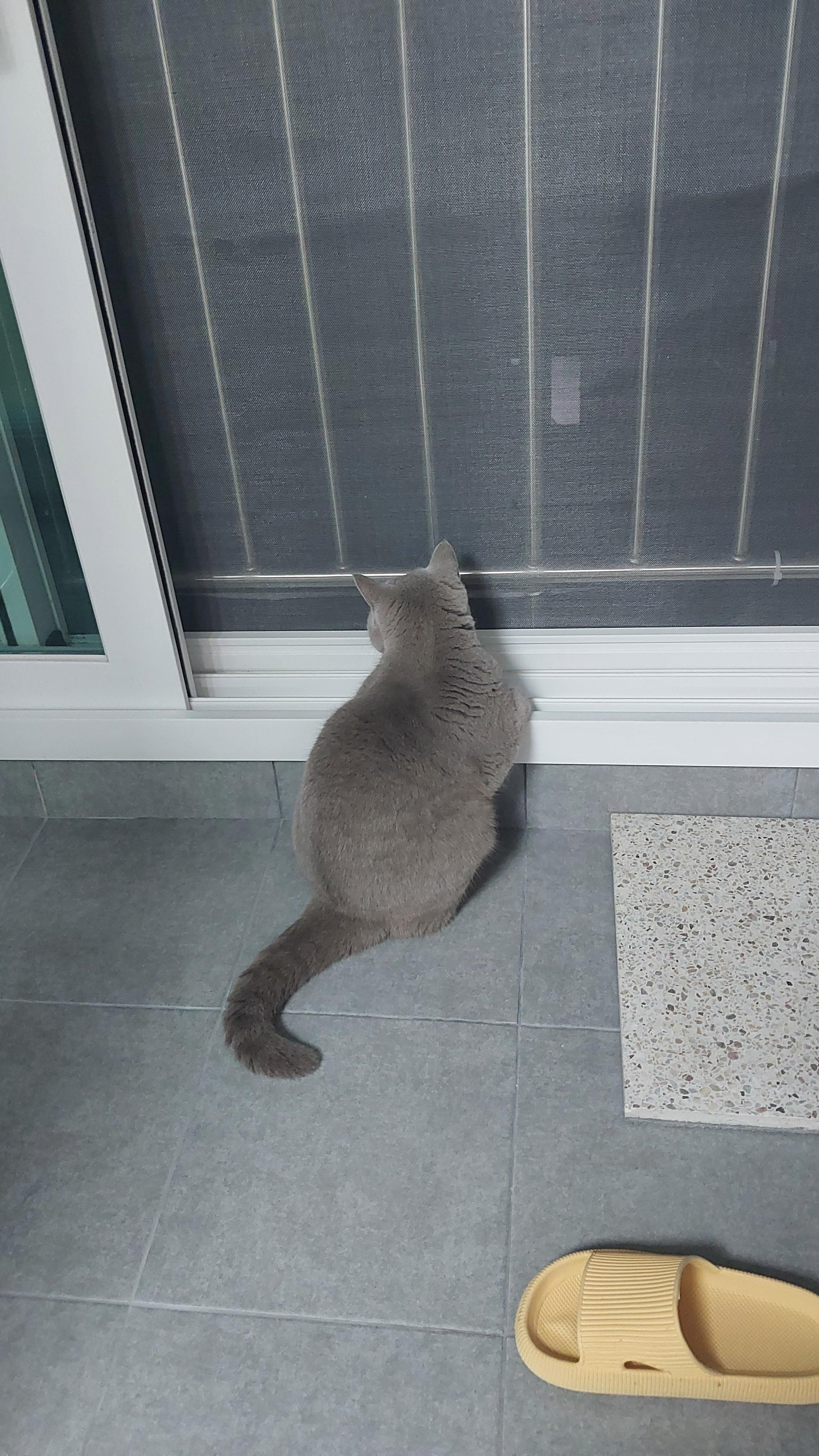 고양이는 밖의 자유를 동경해서 탈출을 시도하는 것이 아닙니다