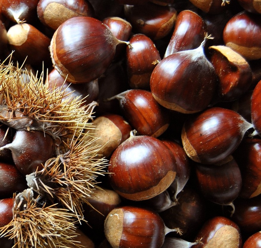 수확한 밤 사진